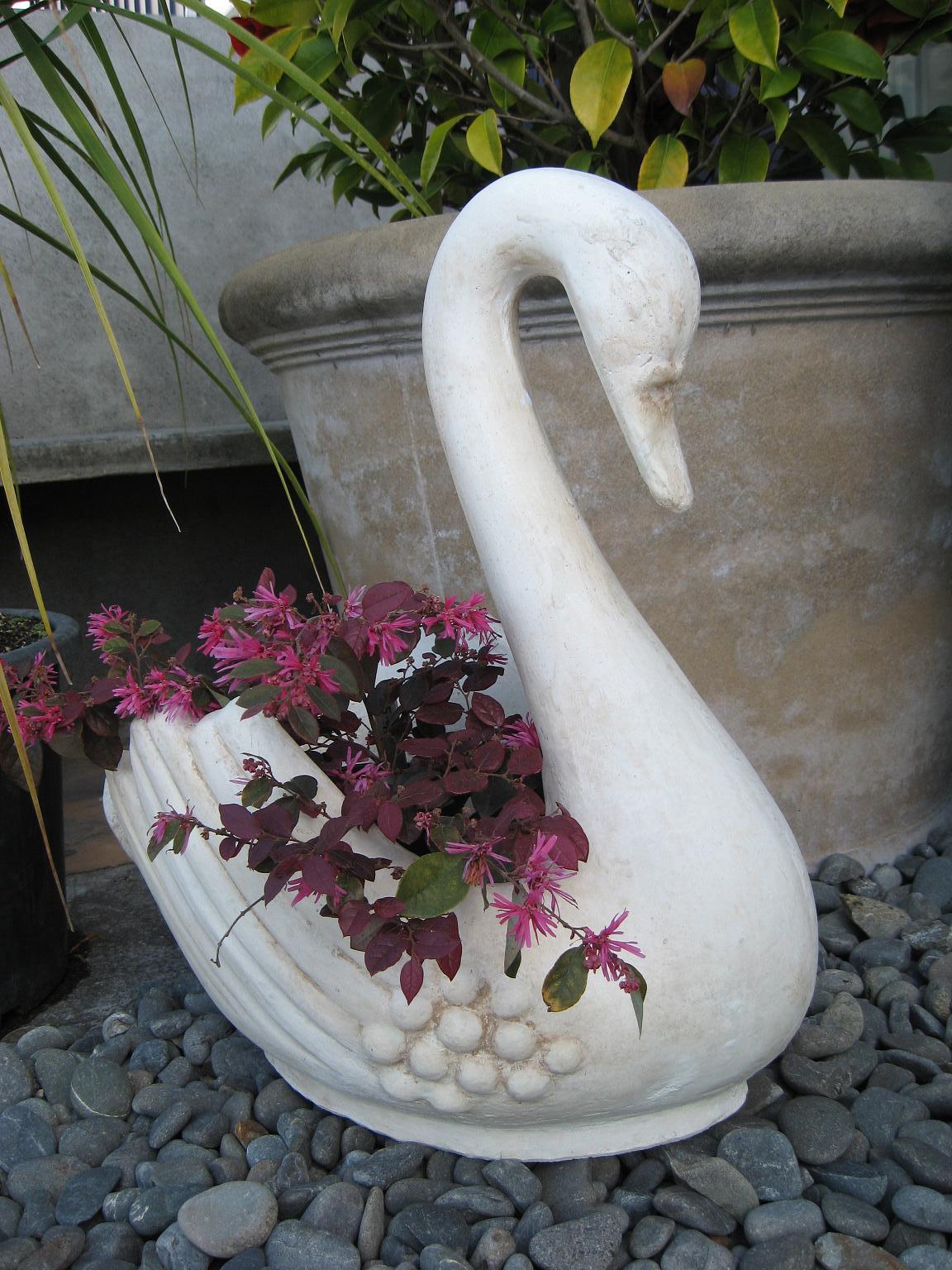 Swan